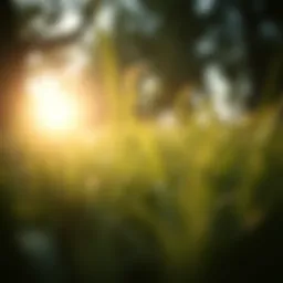 Transfer of Property After Death Without a Will Introduction